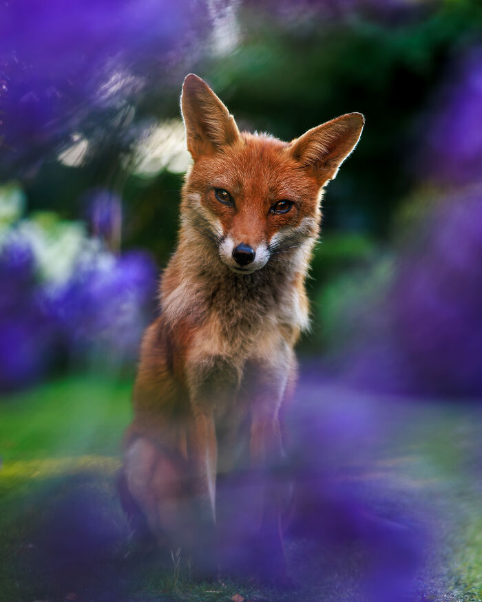 Animal Portraits, Runner-Up: Through The Lavender By Felix Belloin