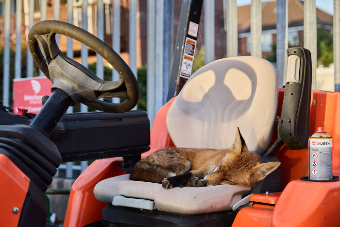 Urban Wildlife, Winner: Asleep At The Wheel By Simon Withyman