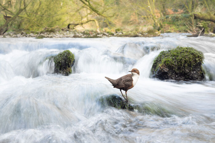 Habitat, Winner: Dipper Dream By Marc Humphrey