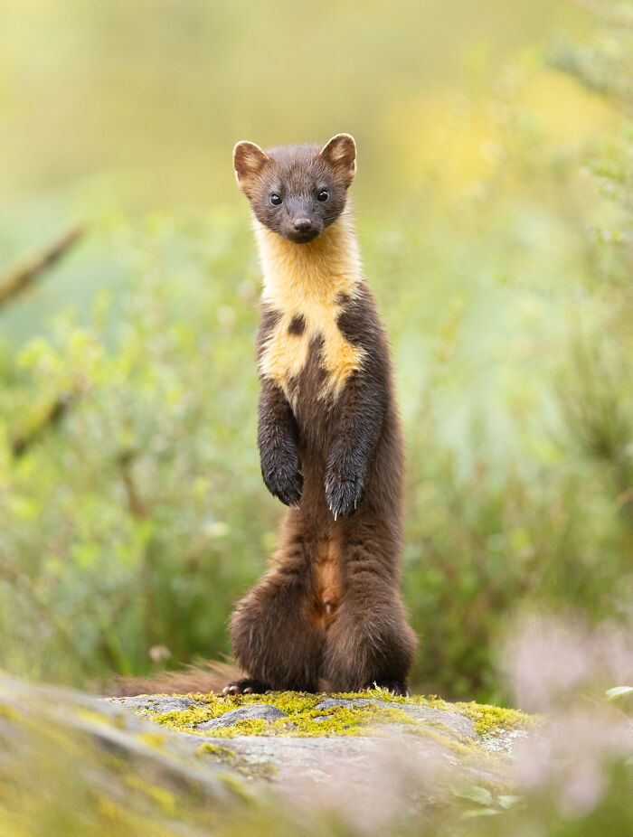 Animal Portraits, Winner: Standing Tall By Alastair Marsh
