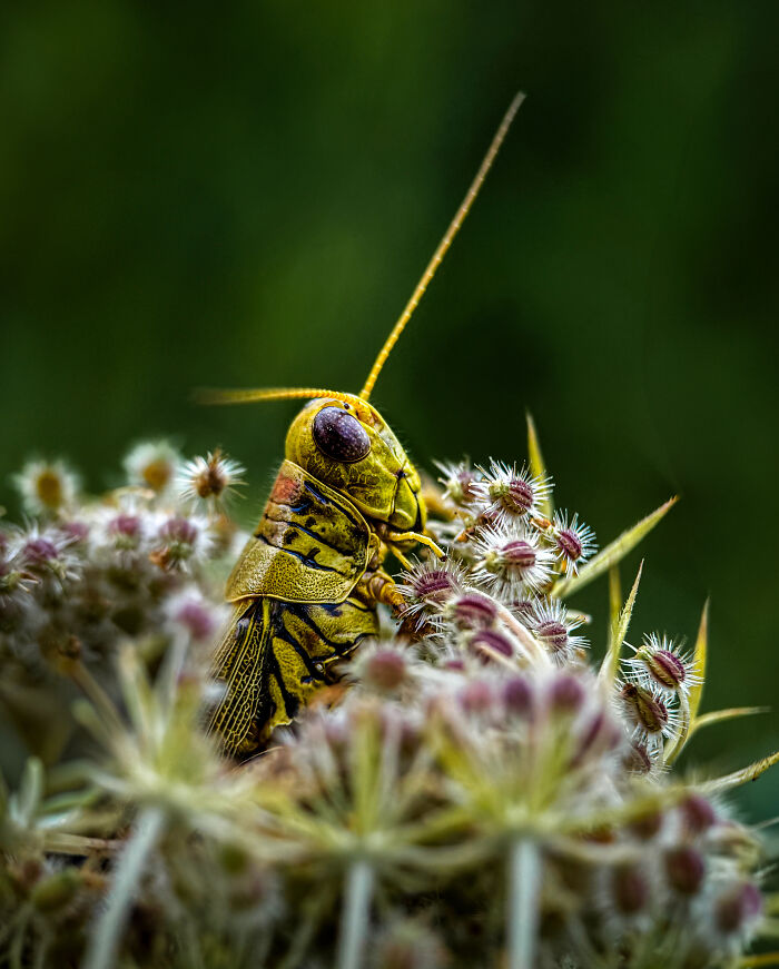 Honorable Mention, Macro & Details: Hanging Out By Linda Repasky