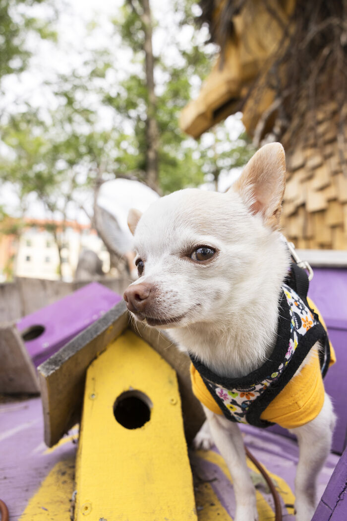 My Tiny Chihuahua Goes On A Troll Hunt