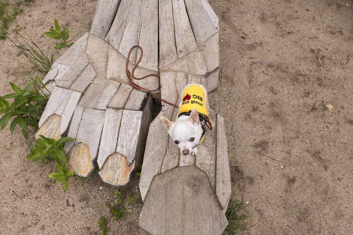 My Tiny Chihuahua Goes On A Troll Hunt