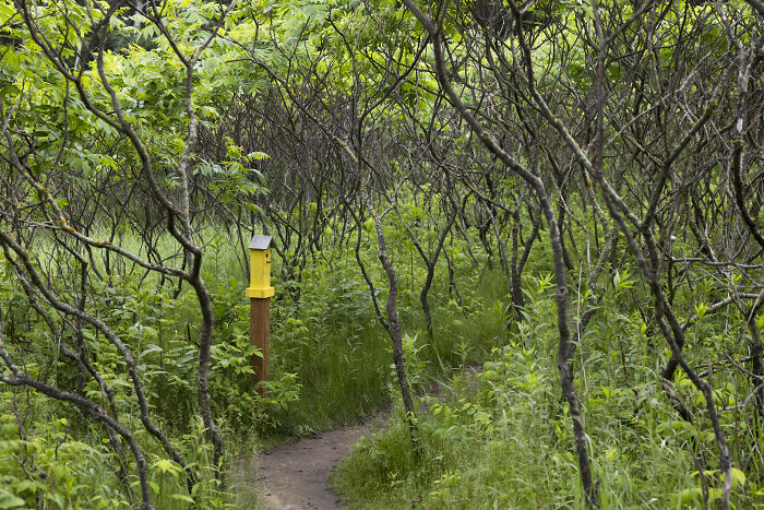 My Tiny Chihuahua Goes On A Troll Hunt