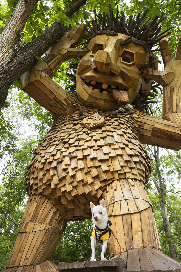 My Tiny Chihuahua Goes On A Troll Hunt