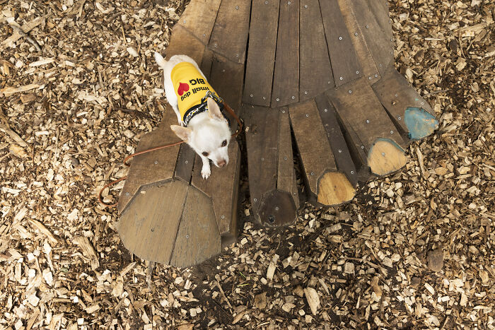 My Tiny Chihuahua Goes On A Troll Hunt