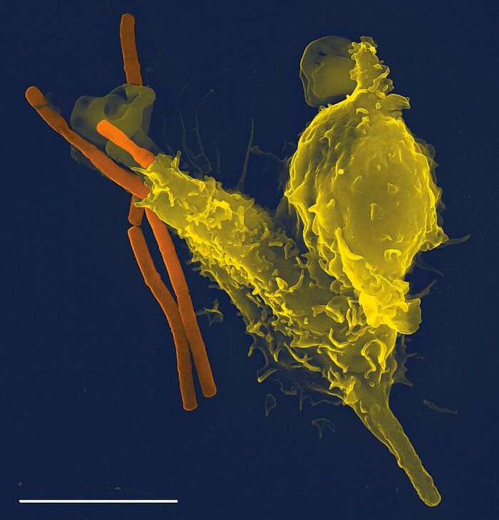 Close-up of a human immune cell interacting with rod-shaped bacteria, highlighting surprising aspects of the human body design.
