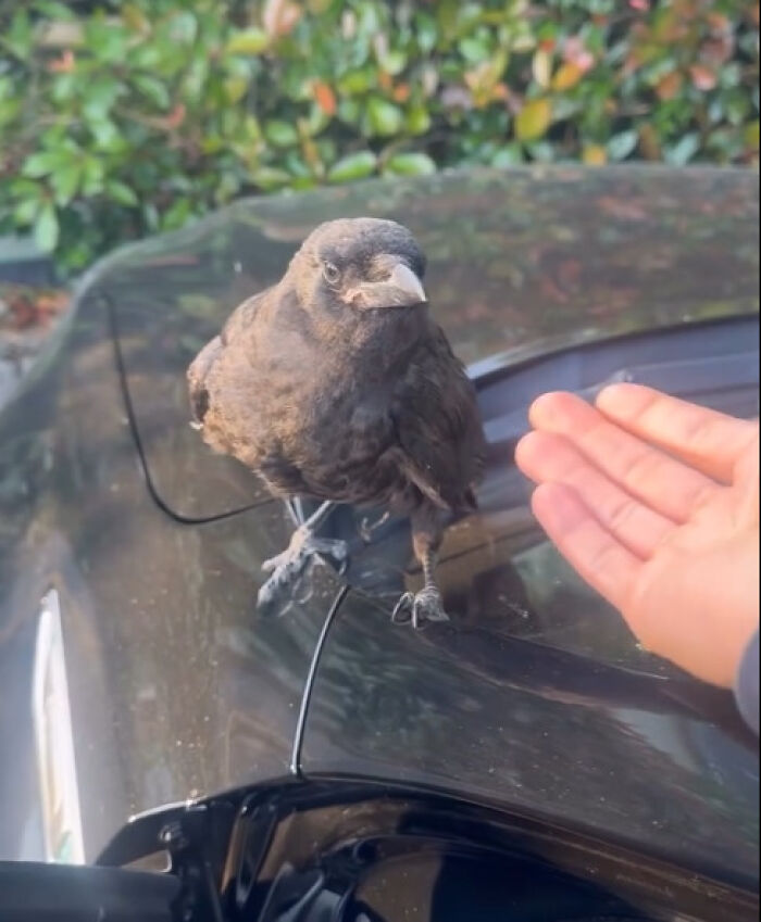 A curious crow perched on a car hood interacting with a human hand, illustrating one-in-a-million stories people lived through.