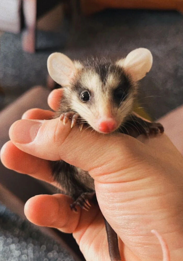 Small opossum with large ears and pink nose being gently held in a hand, illustrating youthful charm and curiosity.