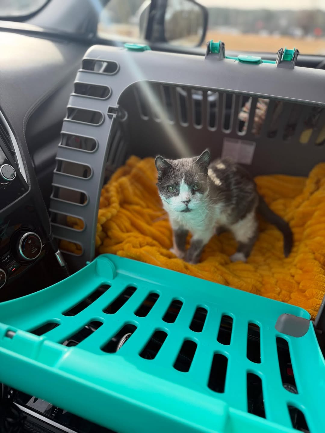 This Tiny Cat Living With A Rare Genetic Condition Was Rescued And Found His Loving Family