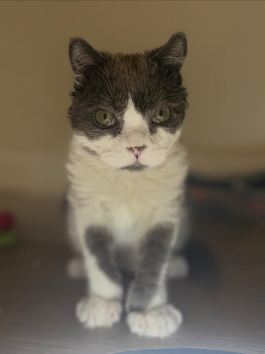 This Tiny Cat Living With A Rare Genetic Condition Was Rescued And Found His Loving Family