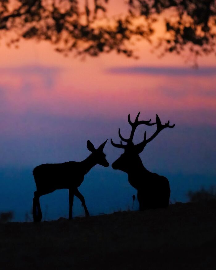 Stunning Wildlife Photography By Alexandra That Brings Us Closer To Nature (40 Pics)-Interview