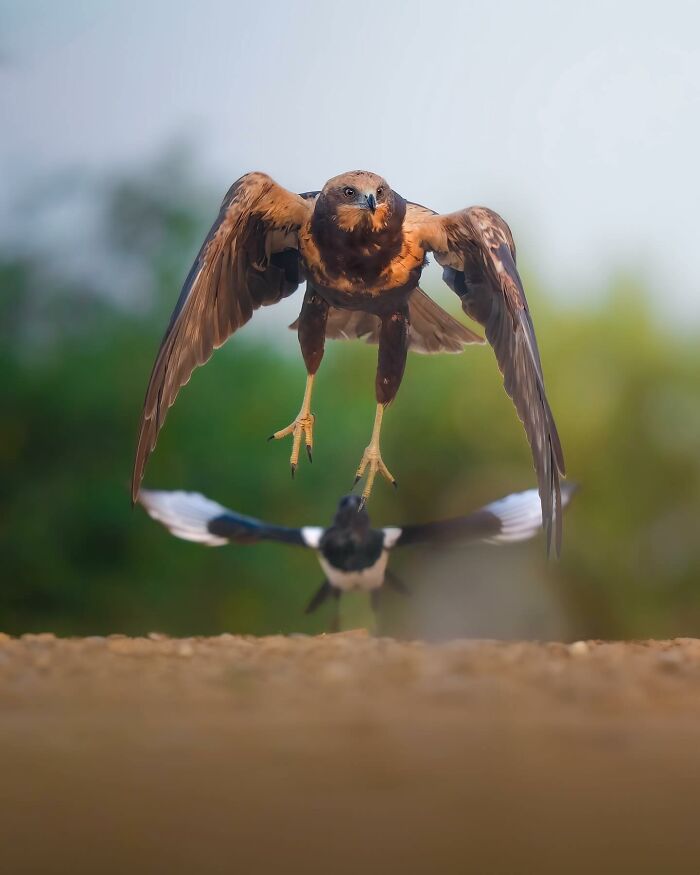 Stunning Wildlife Photography By Alexandra That Brings Us Closer To Nature (40 Pics)-Interview