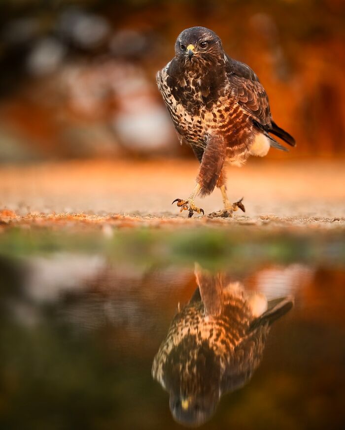 Stunning Wildlife Photography By Alexandra That Brings Us Closer To Nature (40 Pics)-Interview