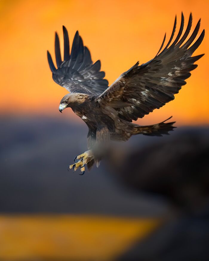 Stunning Wildlife Photography By Alexandra That Brings Us Closer To Nature (40 Pics)-Interview