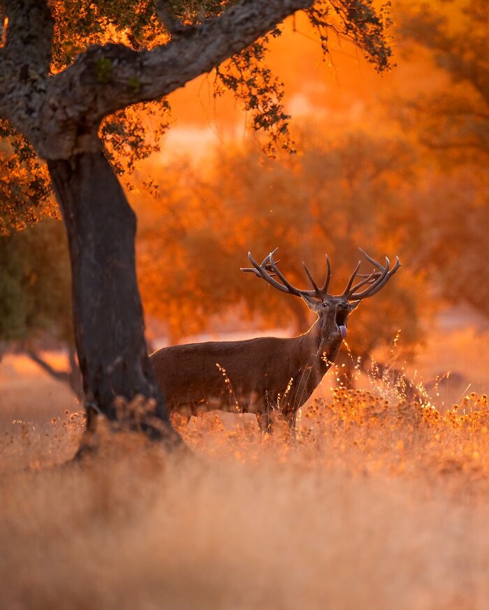 Stunning Wildlife Photography By Alexandra That Brings Us Closer To Nature (40 Pics)-Interview