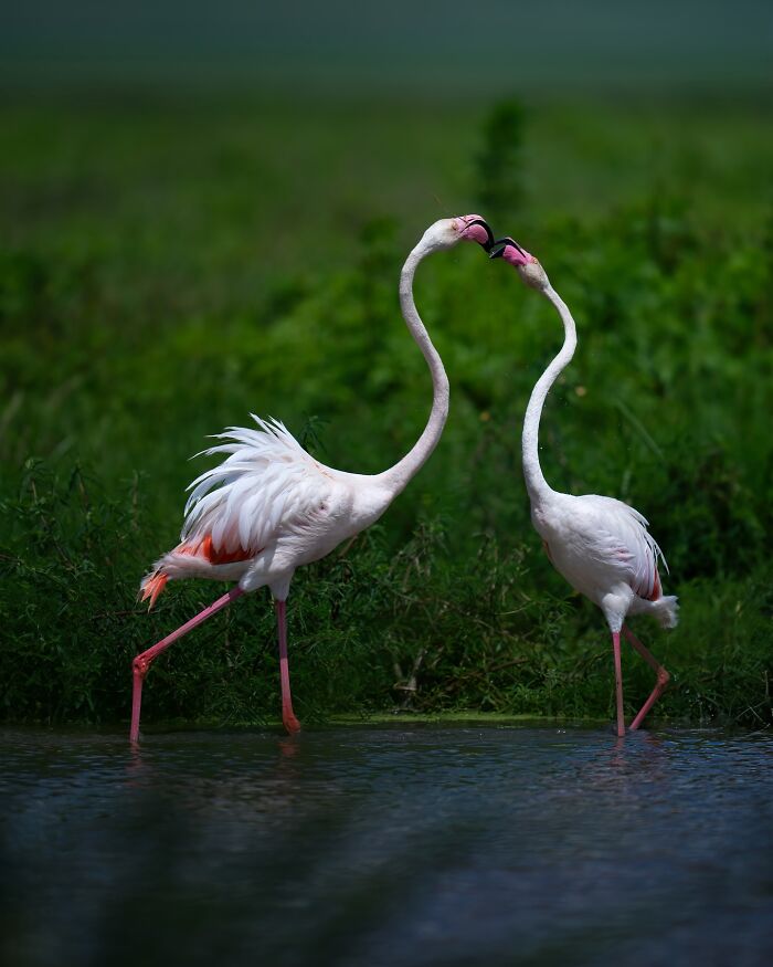 Stunning Wildlife Photography By Alexandra That Brings Us Closer To Nature (40 Pics)-Interview