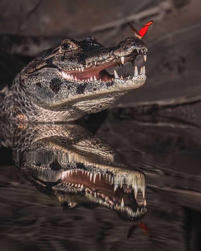 Stunning Wildlife Photography By Alexandra That Brings Us Closer To Nature (40 Pics)-Interview