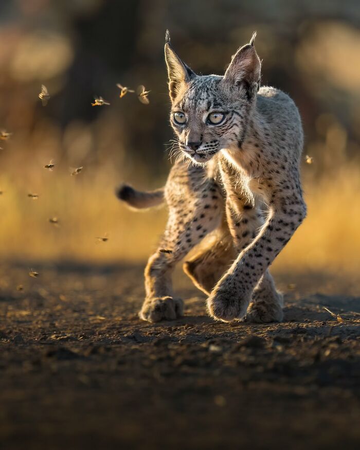 Stunning Wildlife Photography By Alexandra That Brings Us Closer To Nature (40 Pics)-Interview