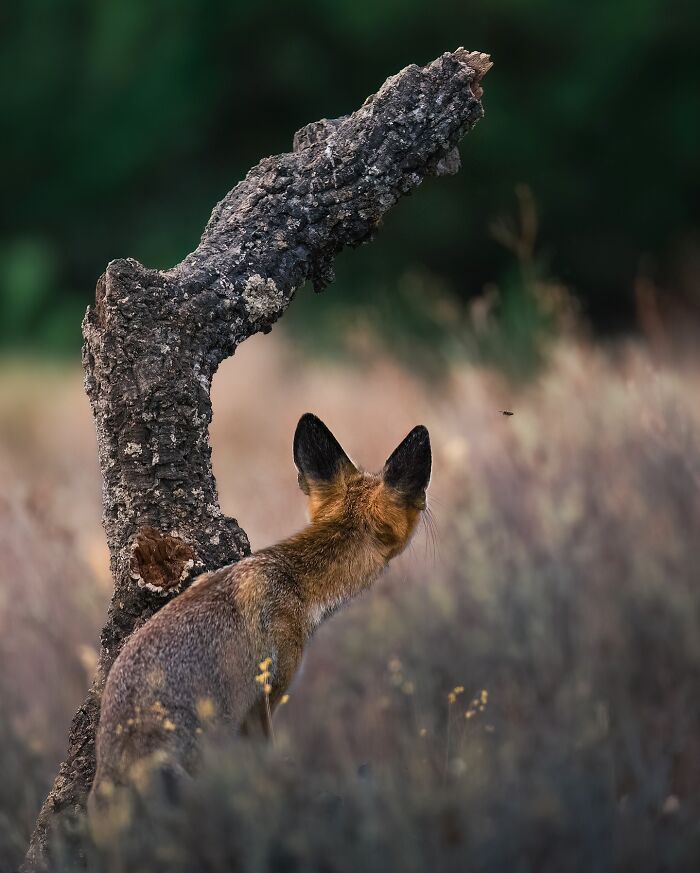 Stunning Wildlife Photography By Alexandra That Brings Us Closer To Nature (40 Pics)-Interview