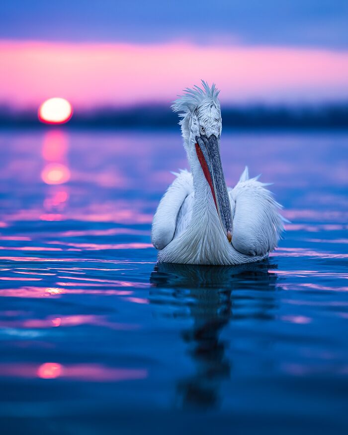 Stunning Wildlife Photography By Alexandra That Brings Us Closer To Nature (40 Pics)-Interview