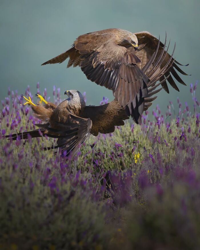 Stunning Wildlife Photography By Alexandra That Brings Us Closer To Nature (40 Pics)-Interview