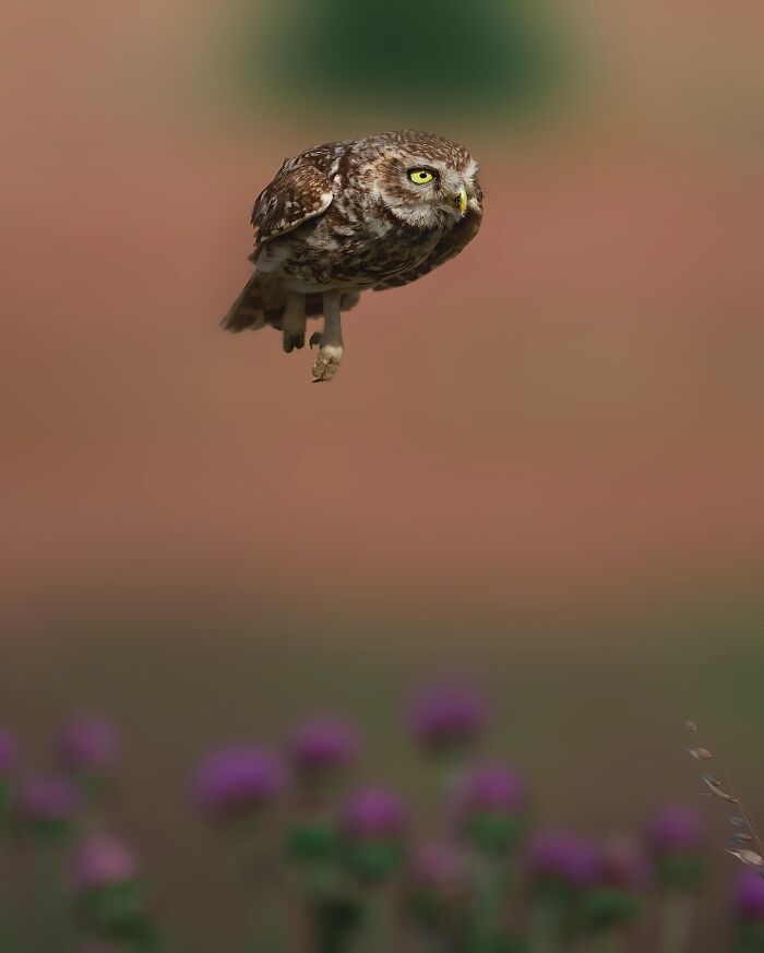 Stunning Wildlife Photography By Alexandra That Brings Us Closer To Nature (40 Pics)-Interview