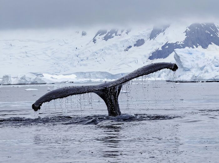 Honorable Mention, Landscapes & Wildlife: The Wildlife Of Antarctica By Di Lu