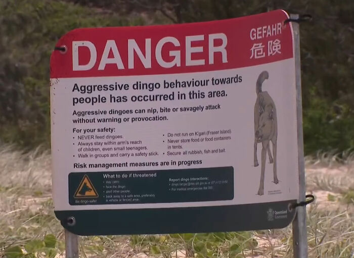 Warning sign about aggressive dingo behavior and safety measures in area related to backpacker dingo encounter incident.