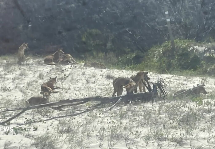 Pack of dingoes resting on sandy ground near vegetation in a natural outdoor setting, related to backpacker incident.