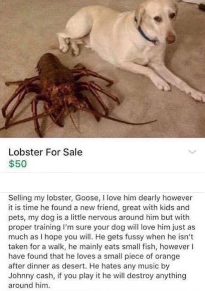 Unhinged Facebook Marketplace listing selling a lobster named Goose alongside a nervous dog on carpeted floor.