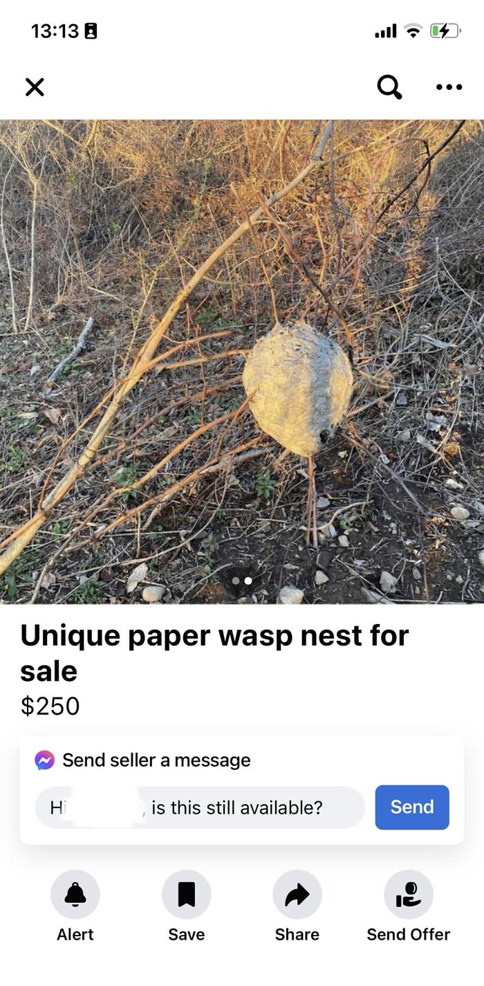 Paper wasp nest hanging from a branch listed for sale on Facebook Marketplace in a dry, wooded area.