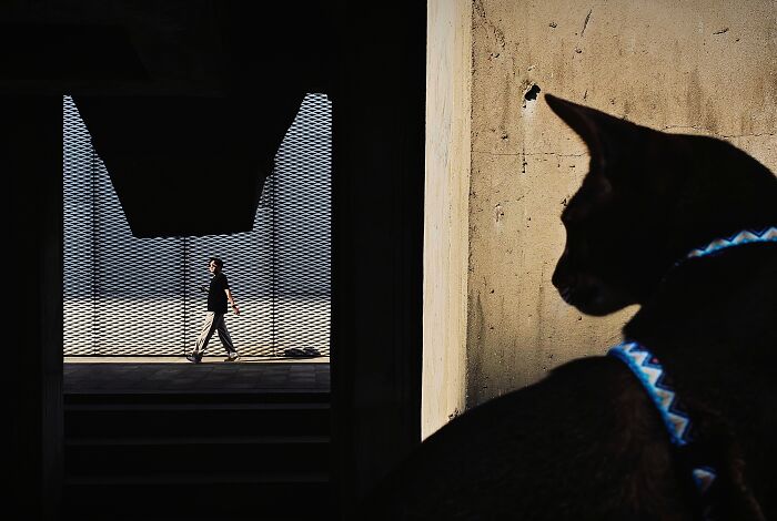 1st Place Winner, Street Photography: A Gazing Cat By Yajun Hu