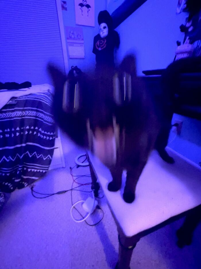 Blurry black cat with glowing eyes on a chair in dim blue light, looking like a goblin in a spooky room setting.