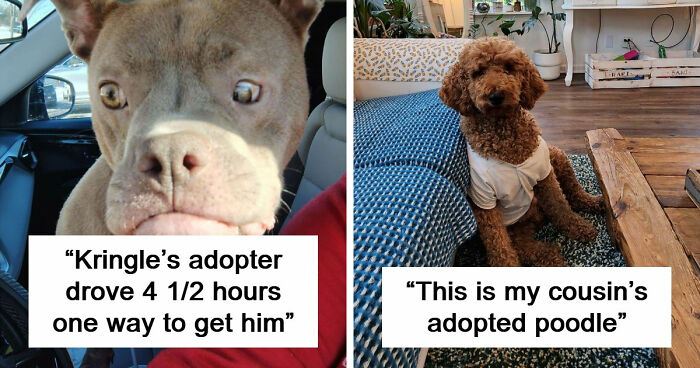 83 Wholesome Pics Of Adopted Rescue Pets Who Are Learning The Meaning Of “Home” (February Edition)