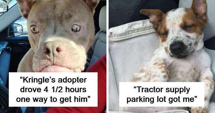 83 Adopted Animals Whose First Month In Their Forever Homes Is Pure Wholesomeness (February Edition)