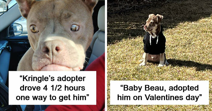 83 Wholesome Pics Of Adopted Rescue Pets Who Are Learning The Meaning Of “Home” (February Edition)