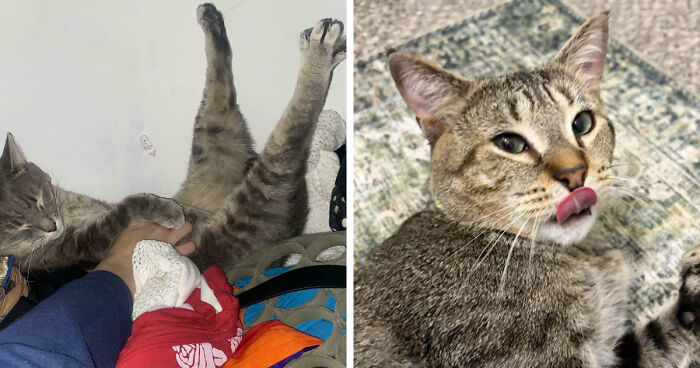 83 Wholesome Pics Of Adopted Rescue Pets Who Are Learning The Meaning Of “Home” (February Edition)