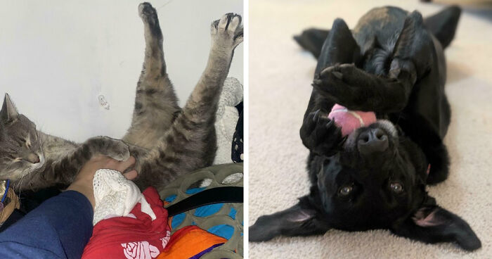 83 Adopted Animals Whose First Month In Their Forever Homes Is Pure Wholesomeness (February Edition)