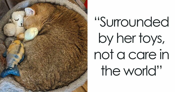 59 Times People Adopted Pets In March And Knew They Made The Right Choice