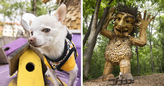 My Chihuahua Set Out On A Troll-Hunting Adventure In Minnesota’s Woods, And Here’s The Result (24 Pics)