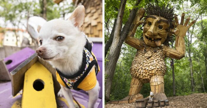 My Chihuahua Set Out On A Troll-Hunting Adventure In Minnesota’s Woods, And Here’s The Result (24 Pics)