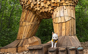 24 Captures Showing How Determined My Tiny Chihuahua Was To Find Minnesota’s Trolls