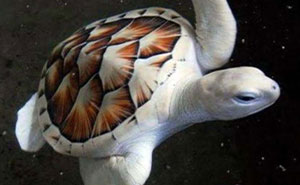 40 Times Nature “Ran Out Of Ink” And Created These Breathtakingly Beautiful Albino Animals