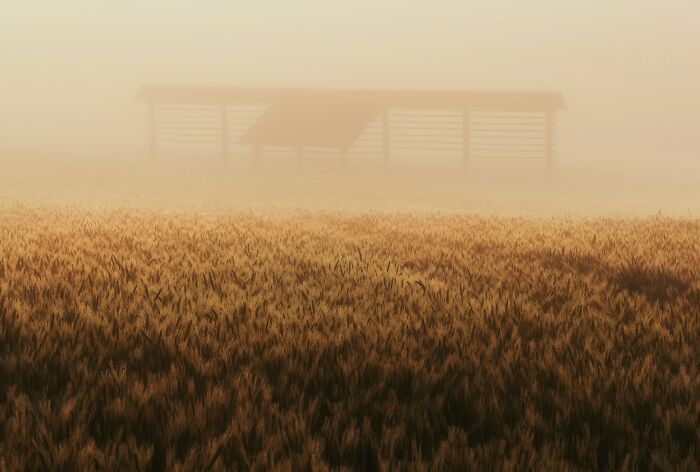 Foggy field with dense wheat and a faint outline of an abandoned structure, evoking terrifying moments for urban explorers.