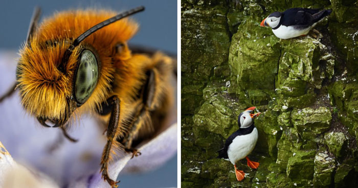 74 Amazing And Beautiful Photos That Might Make You Appreciate Animals Even More (New Pics)