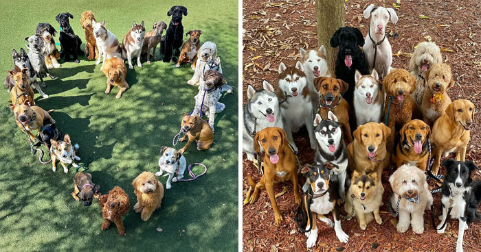 This Dog Daycare Captures Dozens Of Dogs In Adorable And Perfectly Timed Group Photos (31 New Pics)