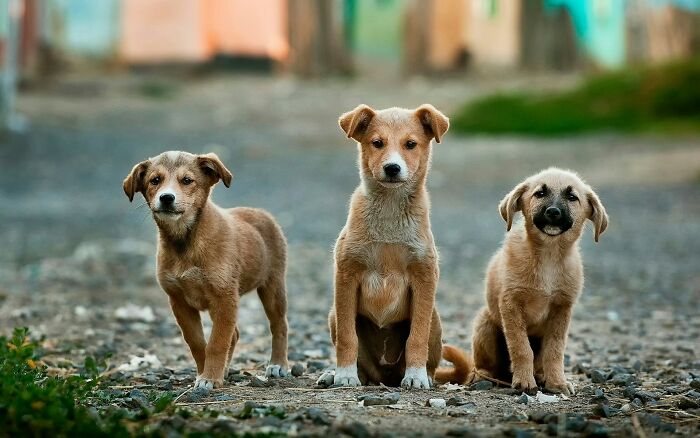 Three puppies sitting on a rocky path outdoors, inspiring urban explorers to pause and reflect during their adventures.