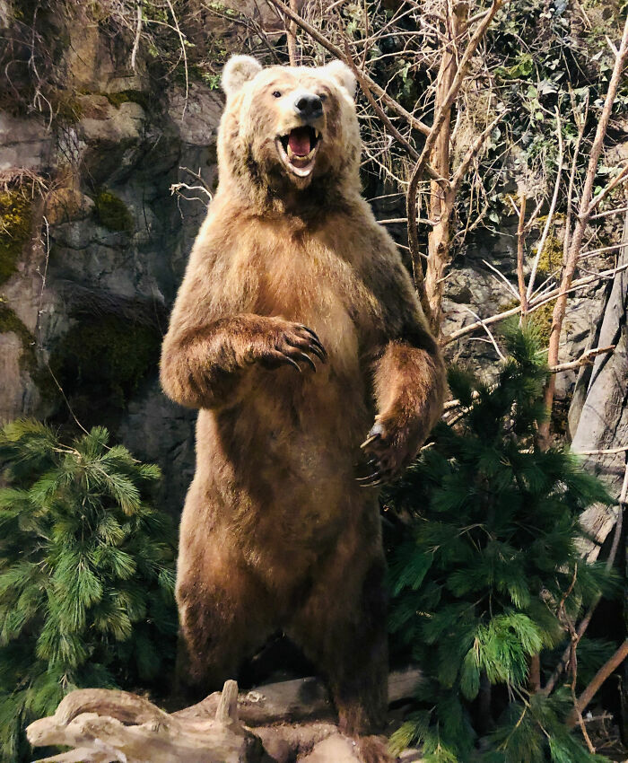 Large brown bear standing on hind legs among trees and rocks, representing scary camping and hiking stories.