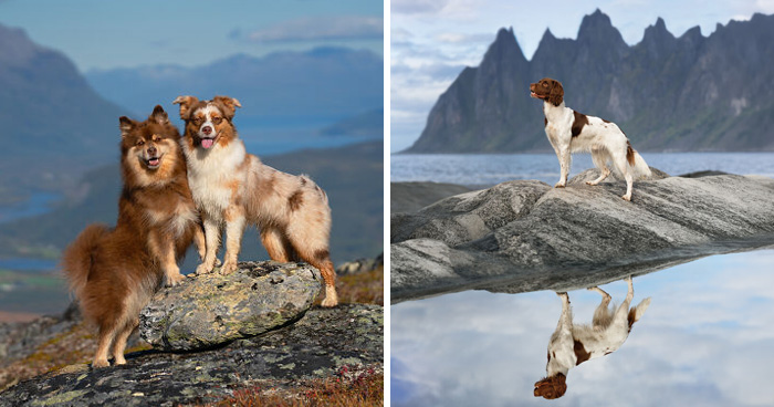 I Photographed Dogs Above The Arctic Circle, One Of The Most Extraordinary Places On Earth (24 Pics)